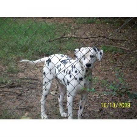Dalmatian Breeder in Scottsboro, Alabama