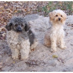 Poodle Miniature Stud in Minnesota