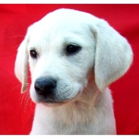 Labrador Retriever Breeder in Farmersville, Texas
