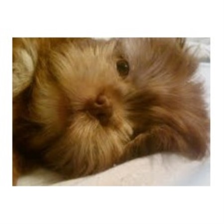 shih tzu columbia sc playful pups for you shih tzu breeder in augusta south carolina listing id shih tzu columbia sc playful pups for you shih tzu breeder in augusta south carolina listing id
