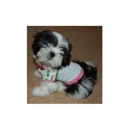 shih tzu rescue sc shih tzu breeders in south carolina freedoglistings shih tzu rescue sc shih tzu breeders in south carolina freedoglistings