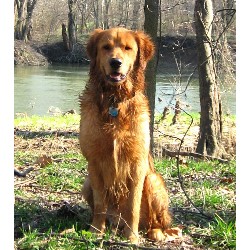 Golden Retriever Stud in Twinsburg, Ohio