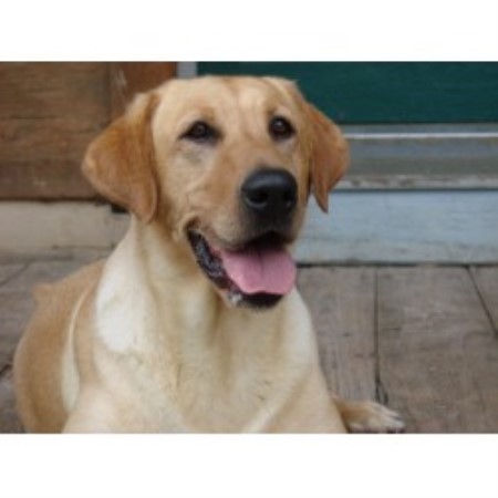 labrador retriever puppies virginia whispering pines farm labrador retriever breeder in keyser west virginia listing id labrador retriever puppies virginia whispering pines farm labrador retriever breeder in keyser west virginia listing id