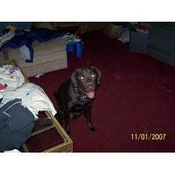 Labrador Retriever Stud in Warrensville Heights, Ohio