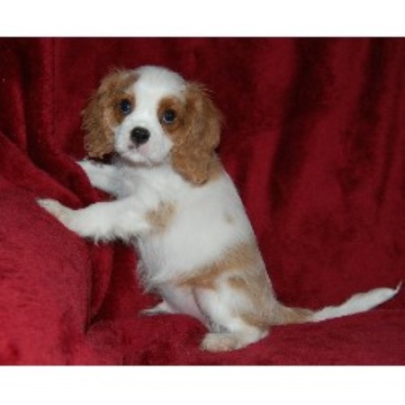 Cavalier King Charles Spaniel Breeder in Phoenix, Arizona