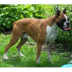 Boxer Stud in Boswell, Indiana