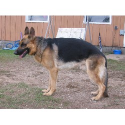 German Shepherd Dog Stud in Peshtigo, Wisconsin