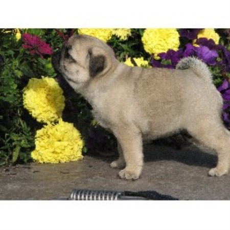pugs for sale in alberta hyclass pug breeder in summerland columbia pugs for sale in alberta hyclass pug breeder in summerland columbia