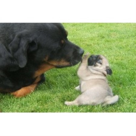 pugs for sale in alberta hyclass pug breeder in summerland columbia pugs for sale in alberta hyclass pug breeder in summerland columbia