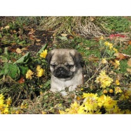 pug breeders bc hyclass pug breeder in summerland columbia listing id 14617 pug breeders bc hyclass pug breeder in summerland columbia listing id 14617