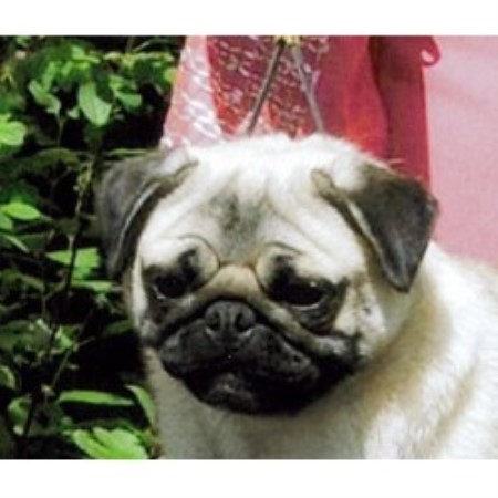 pug breeders bc caillet pugs pug breeder in chilliwack columbia listing id 14618 pug breeders bc caillet pugs pug breeder in chilliwack columbia listing id 14618