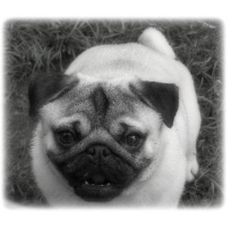 pug breeders bc caillet pugs pug breeder in chilliwack columbia listing id 14618 pug breeders bc caillet pugs pug breeder in chilliwack columbia listing id 14618