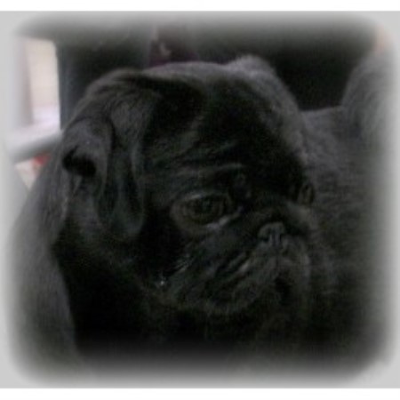 pug breeders bc caillet pugs pug breeder in chilliwack columbia listing id 14618 pug breeders bc caillet pugs pug breeder in chilliwack columbia listing id 14618