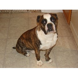 English Bulldog Stud in Newton, North Carolina