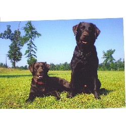Labrador Retriever Stud in Montgomery , Texas