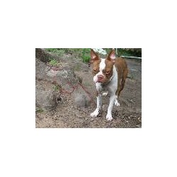 Boston Terrier Stud in Metairie, Louisiana