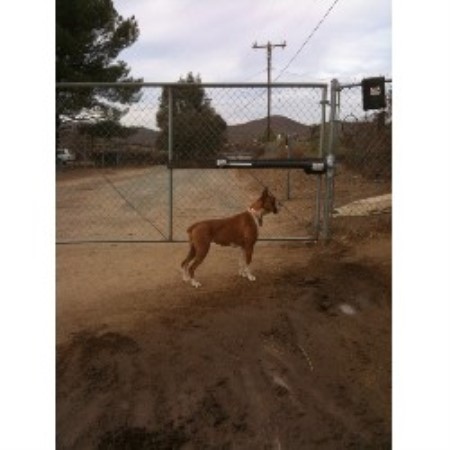 Boxer Breeder in Hemet, California