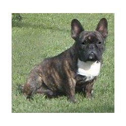 French Bulldog Breeder in Saskatoon, Saskatchewan