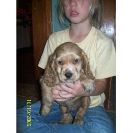 cocker spaniel puppies iowa harland puppies american cocker spaniel breeder in maquoketa iowa cocker spaniel puppies iowa harland puppies american cocker spaniel breeder in maquoketa iowa