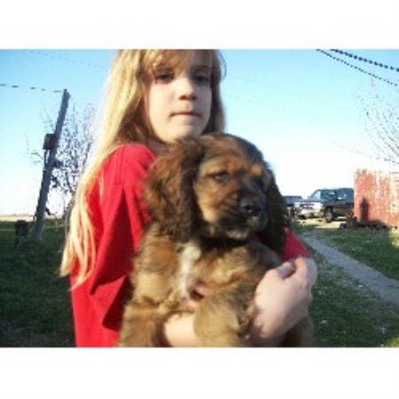 cocker spaniel puppies iowa american staffordshire terrier puppies for sale in indiana american breeds picture cocker spaniel puppies iowa american staffordshire terrier puppies for sale in indiana american breeds picture