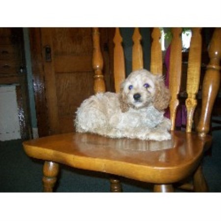 Cockapoo Breeder in Maquoketa, Iowa