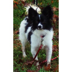 Papillon Stud in Missouri