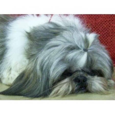teacup shih tzu puppies for sale in alabama teacup shih tzu puppies for sale in iowa teacup shih tzu puppies for sale in alabama teacup shih tzu puppies for sale in iowa