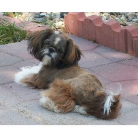 shih tzu puppies iowa lil cutie shih tzus shih tzu breeder in glenwood iowa listing id 14645 shih tzu puppies iowa lil cutie shih tzus shih tzu breeder in glenwood iowa listing id 14645