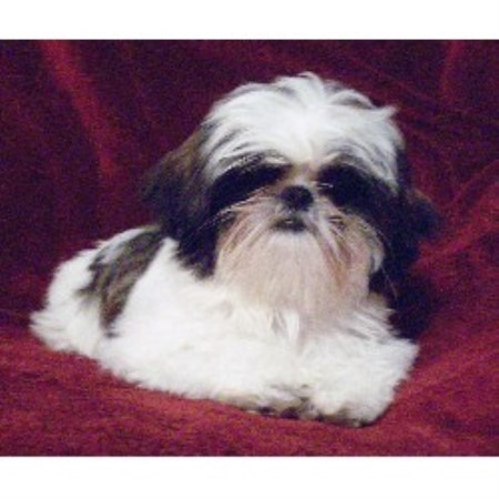 free puppies in iowa imperial shih tzu puppies iowa free puppies in iowa imperial shih tzu puppies iowa