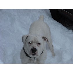 American Bulldog Stud in Toms River, New Jersey