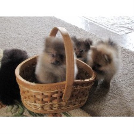 Pomeranian Breeder in Shelby, North Carolina