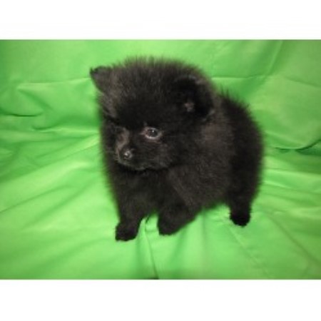 pomeranian breeders nc paws pomerarnians pomeranian breeder in shelby carolina listing id 14649 pomeranian breeders nc paws pomerarnians pomeranian breeder in shelby carolina listing id 14649