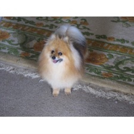 pomeranian puppies in nc paws pomerarnians pomeranian breeder in shelby carolina listing id 14649 pomeranian puppies in nc paws pomerarnians pomeranian breeder in shelby carolina listing id 14649