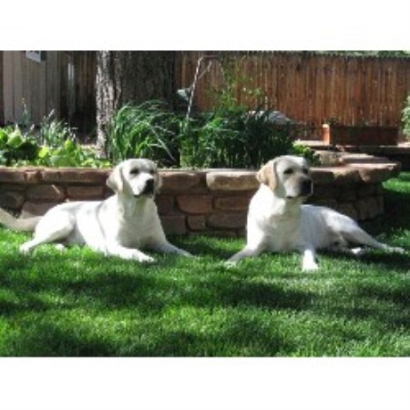 Labrador Retriever Breeder in Tucson, Arizona