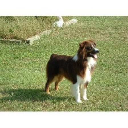 Australian Shepherd Dog Breeder in Littleriver, South Carolina