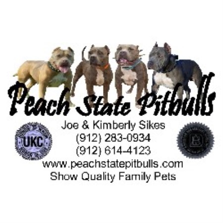 American Pit Bull Terrier Breeder in Millwood, Georgia