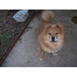 Chow Chow Stud in Florida