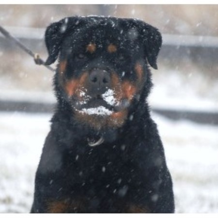 rottweiler breeders nc rottweiler puppy in gold hill carolina breeds picture rottweiler breeders nc rottweiler puppy in gold hill carolina breeds picture