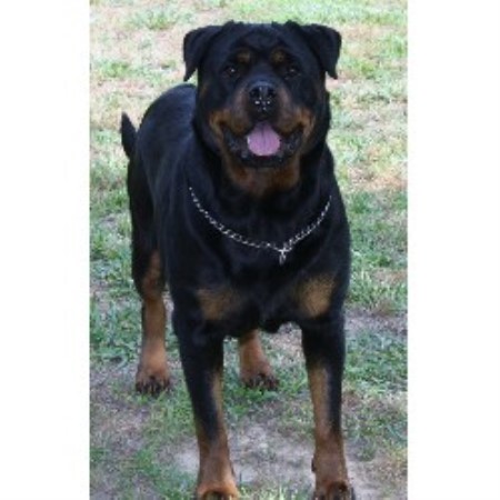 rottweiler hill gold kennels breeder carolina north
