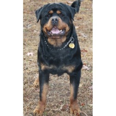 carolina rottweiler breeders gold hill rottweiler kennels rottweiler breeder in gold hill carolina carolina rottweiler breeders gold hill rottweiler kennels rottweiler breeder in gold hill carolina