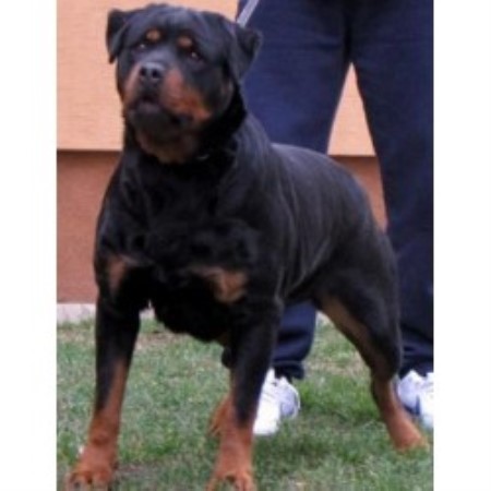 rottweiler breeders nc gold hill rottweiler kennels rottweiler breeder in gold hill carolina rottweiler breeders nc gold hill rottweiler kennels rottweiler breeder in gold hill carolina