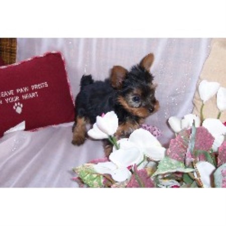 Yorkshire Terrier Breeder in Watseka, Illinois