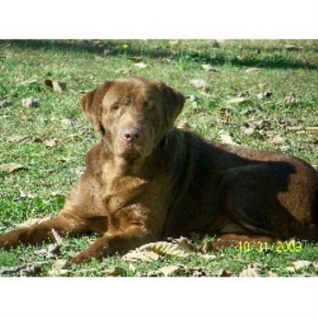 free puppies in henderson ky cheap lab puppies for sale in kentucky free puppies in henderson ky cheap lab puppies for sale in kentucky