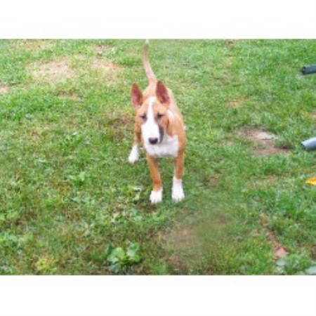 Bull Terrier Breeder in Grafton, West Virginia
