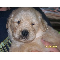 Golden Retriever breeder Duncansville 14683