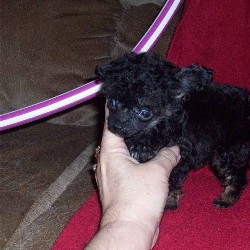 Poodle Toy Breeder in Beckley, West Virginia