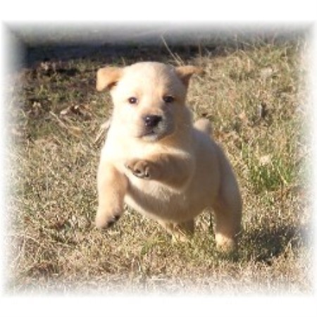 Labrador Retriever Breeder in Hinckley, Minnesota