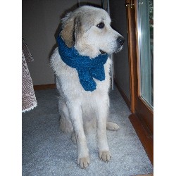 Great Pyrenees Stud in Indiana