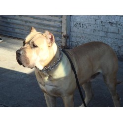 Perro De Presa Canario Stud in New York