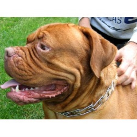 Dogue+de+bordeaux+breeders+ny